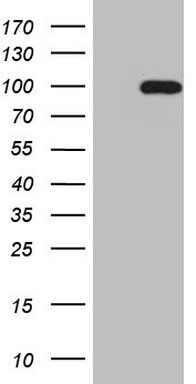 m02877 anti sox6 mouse monoclonal antibody clone id oti1e7 wb testing 1