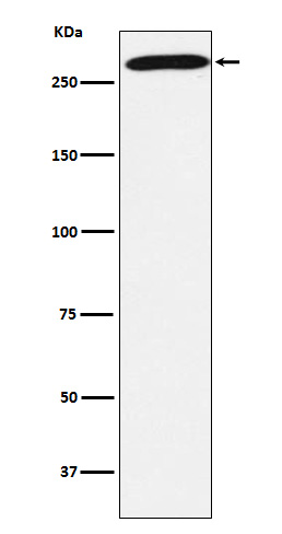Western blot analysis of PRPF8 expression in 293T cell lysate