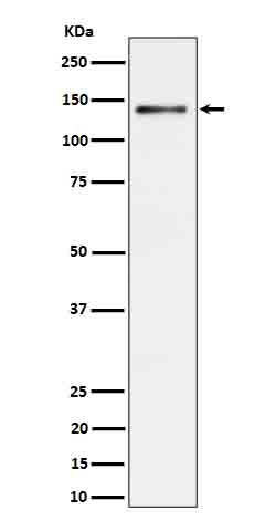 Western blot analysis of Ceruloplasmin expression in Rat liver cell lysate
