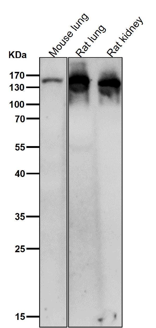 All lanes use the Antibody at 1:2K dilution for 1 hour at room temperature