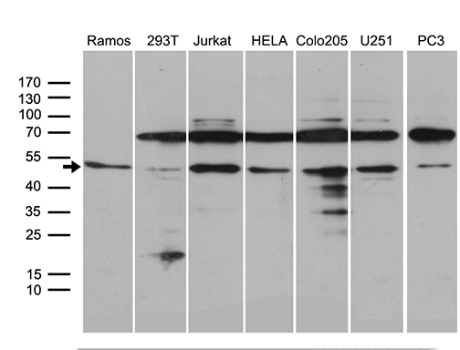 m02885 1 anti atg4b mouse monoclonal antibody clone id oti1a3 wb testing 2