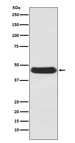 m02885 wb