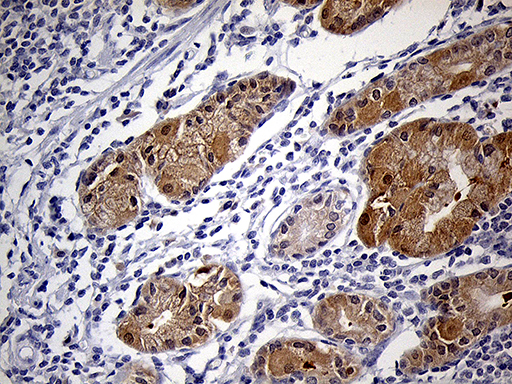 m02891 anti peroxiredoxin 5 prdx5 mouse monoclonal antibody clone id oti3b6 ihc testing 3
