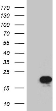 m02891 anti peroxiredoxin 5 prdx5 mouse monoclonal antibody clone id oti3b6 wb testing 1