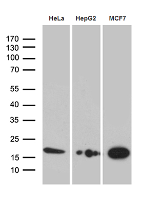 m02891 anti peroxiredoxin 5 prdx5 mouse monoclonal antibody clone id oti3b6 wb testing 2