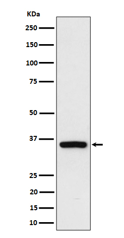 Western blot analysis of Rad51D expression in 293 cell lysate