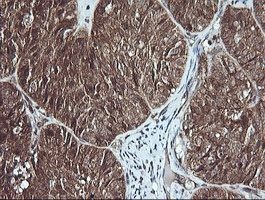 m02898 1 anti msi2 mouse monoclonal antibody clone id oti2f10 ihc testing 3