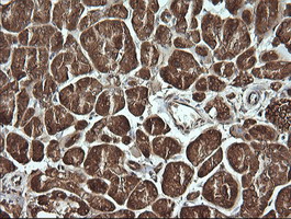 m02898 1 anti msi2 mouse monoclonal antibody clone id oti2f10 ihc testing 4