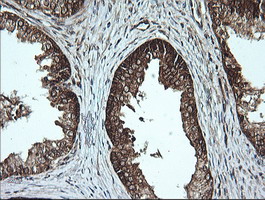m02898 1 anti msi2 mouse monoclonal antibody clone id oti2f10 ihc testing 7