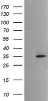 m02898 1 anti msi2 mouse monoclonal antibody clone id oti2f10 wb testing 1