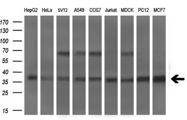m02898 1 anti msi2 mouse monoclonal antibody clone id oti2f10 wb testing 2