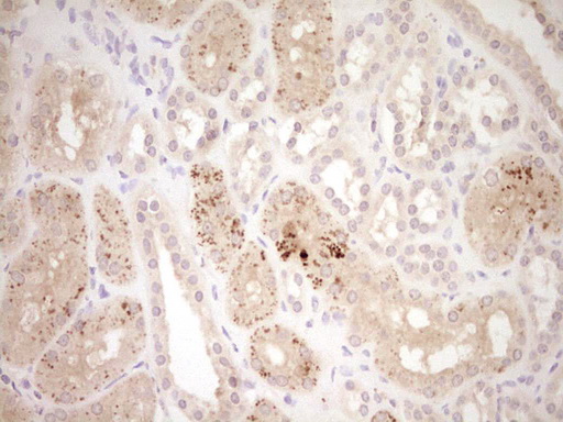 m02899 anti adamts4 mouse monoclonal antibody clone id oti6f8 ihc testing 3