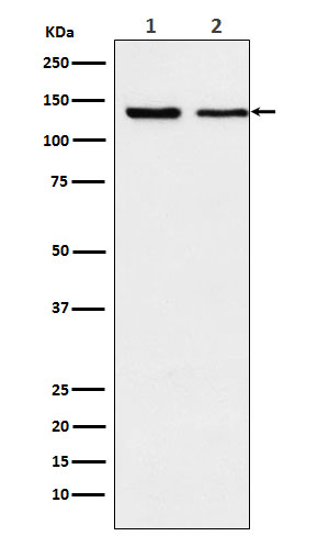 Western blot analysis of Exportin 5 expression in (1) K562 cell lysate; (2) NIH/3T3 cell lysate