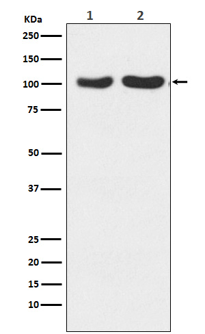 Western blot analysis of GluR2+GluR3 expression in (1) Human fetal brain lysate; (2) Mouse brain lysate