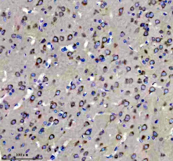 m02905 glur2 primary antibodies ihc testing 5