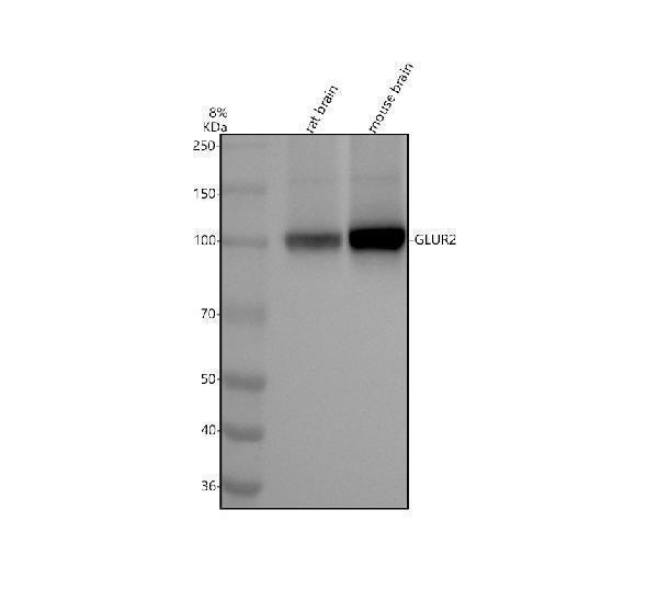 Western blot analysis of GLUR2 using anti-GLUR2 antibody (M02905)