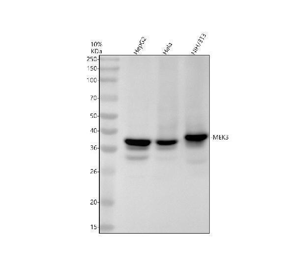 Western blot analysis of MEK3 using anti-MEK3 antibody (M02916-1)