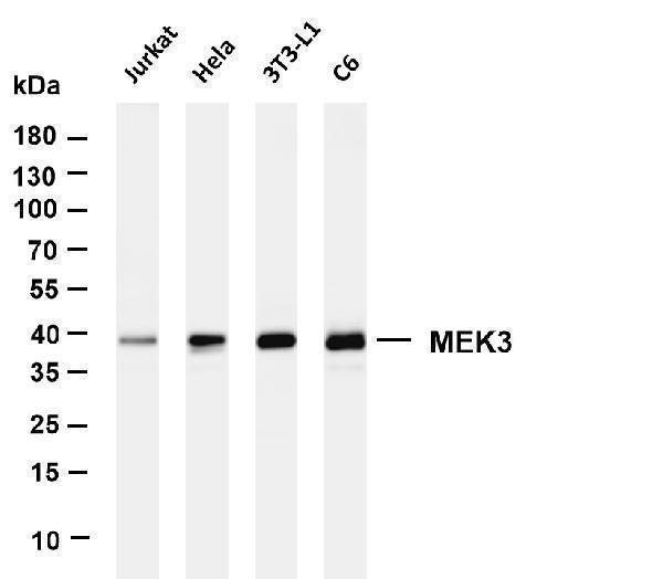Various whole cell lysates were separated by 4-20% SDS-PAGE, and the membrane was blotted with anti-MEK3 antibody