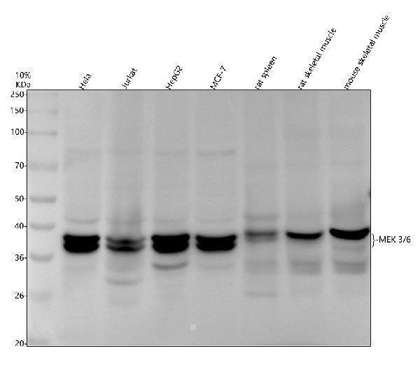 m02916 map2k3 6 primary antibodies wb testing 1