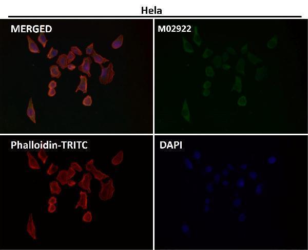Immunofluorescent analysis using the Antibody at 1:50 dilution