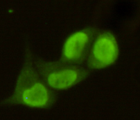 Immunofluorescent staining data of PRMT6 using Anti-PRMT6 Monoclonal Antibody (M02924-1)