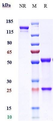 Anti-IL-9 Reference Antibody (enokizumab) on SDS-PAGE under reducing (R) condition