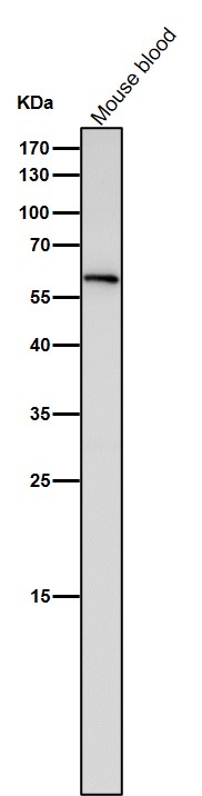 All lanes use the Antibody at 1:500 dilution for 1 hour at room temperature