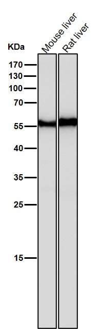 All lanes use the Antibody at 1:500 dilution for 1 hour at room temperature