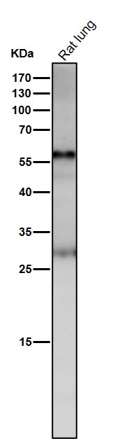 All lanes use the Antibody at 1:500 dilution for 1 hour at room temperature
