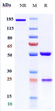 Anti-ANGPTL3 Reference Antibody (evinacumab) on SDS-PAGE under reducing (R) condition