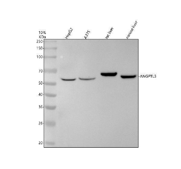 Western blot analysis of ANGPTL3 using anti-ANGPTL3 antibody (M02929)