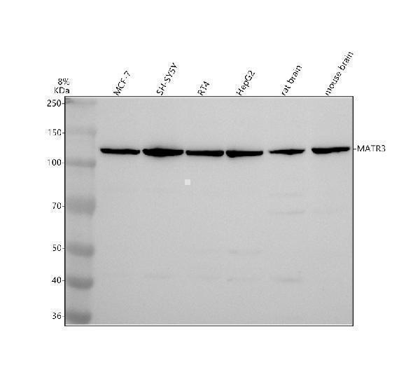 m02931 1 matr3 primary antibodies wb testing 1