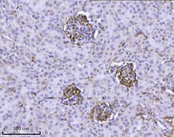 m02932 2 ilk primary antibodies ihc testing 4