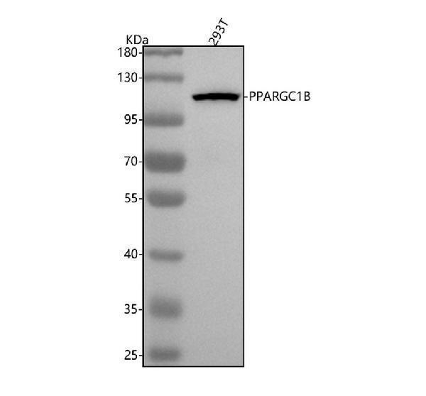 m02933 ppargc1b primary antibodies wb testing 1
