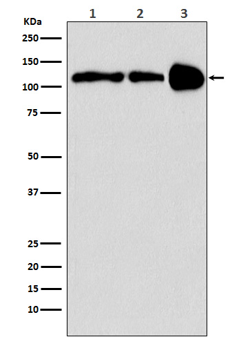 m02933 wb