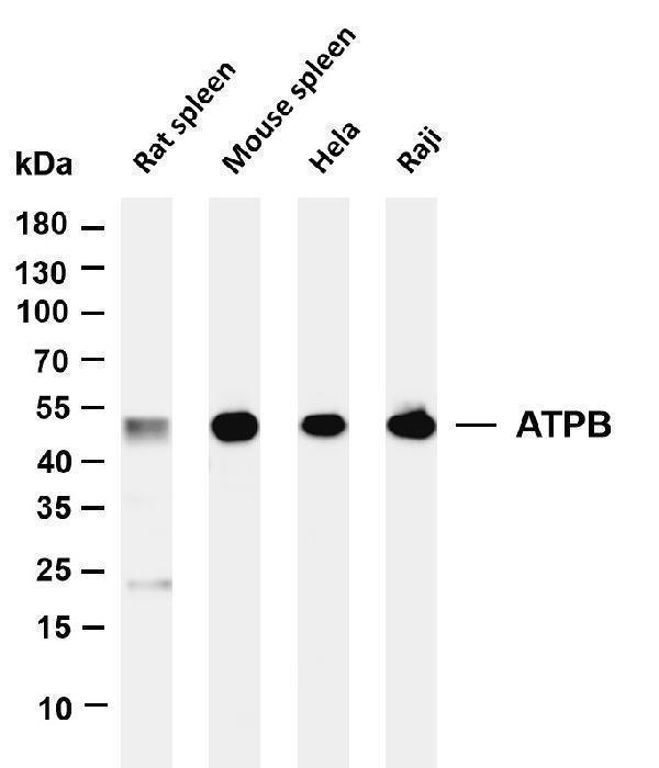 m02937 1 atp5b primary antibodies wb testing 1
