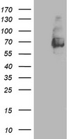 HEK293T cells were transfected with the pCMV6-ENTRY control (Left lane) or pCMV6-ENTRY LGALS3BP (Right lane) cDNA for 48 hrs and lysed