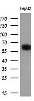 Western blot analysis of extracts (10ug) from 1 cell line by using anti-LGALS3BP monoclonal antibody at 1:200 dilution