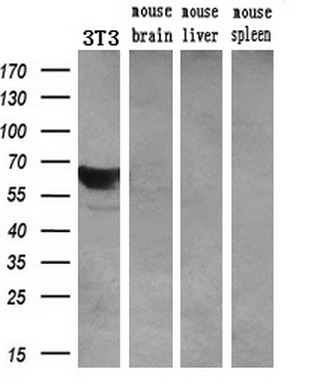 Western blot analysis of extracts (10ug) from a mouse cell line and 3 different mouse tissues by using anti-LGALS3BP monoclonal antibody (1:200)