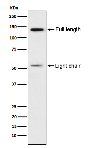 Western blot analysis of Kininogen 1 expression in Human platelet lysate