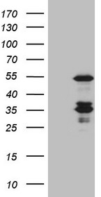m02941 anti caspase 4 casp4 mouse monoclonal antibody clone id oti4a2 wb testing 1
