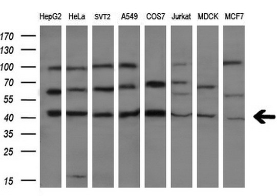 m02941 anti caspase 4 casp4 mouse monoclonal antibody clone id oti4a2 wb testing 2