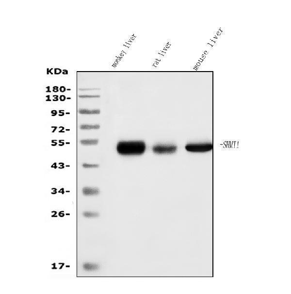  Western blot analysis of SHMT1 using anti-SHMT1 antibody (M02944)