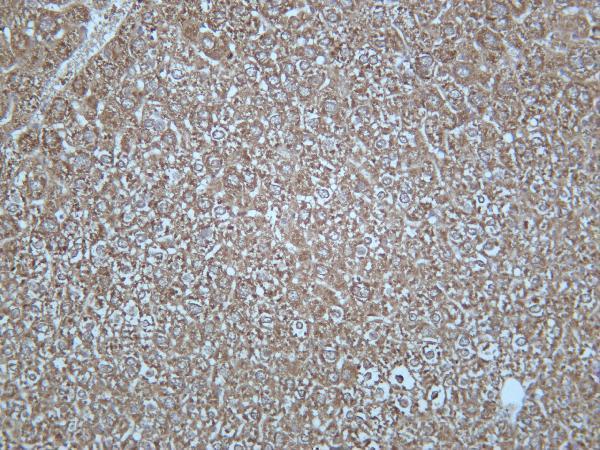 Mouse liver was stained with anti-GCLM rabbit antibody