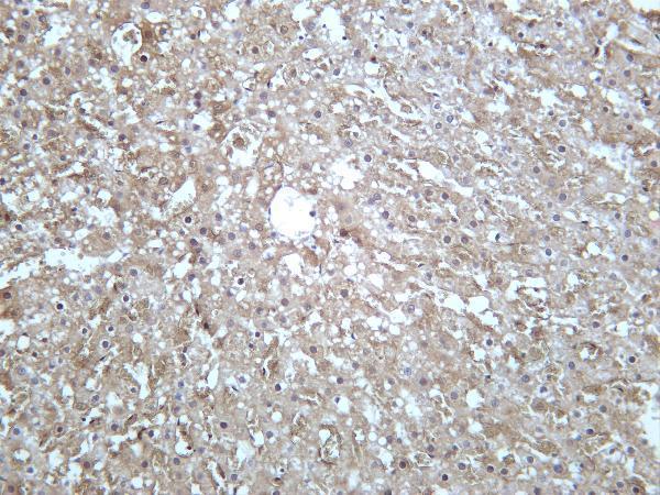 Rat liver was stained with anti-GCLM rabbit antibody