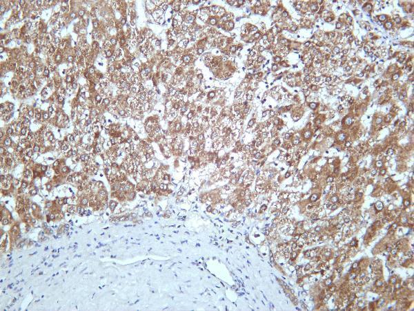 Human liver was stained with anti-GCLM rabbit antibody