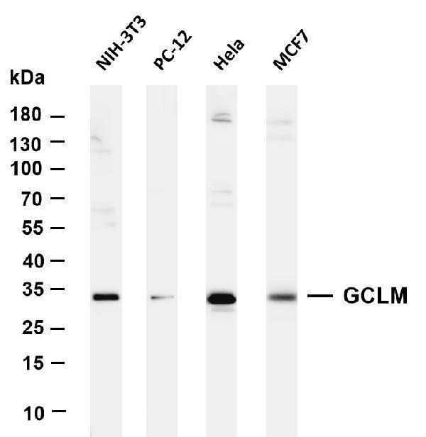m02948 3 gclm primary antibodies wb testing 1
