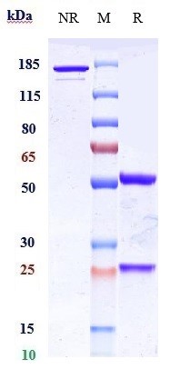 Anti-PTK7/CCK4 Reference Antibody (cofetuzumab) on SDS-PAGE under reducing (R) condition