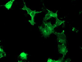 m02957 anti cck4 ptk7 mouse monoclonal antibody clone id oti2e7 if testing 4