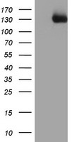 HEK293T cells were transfected with the pCMV6-ENTRY control (Left lane) or pCMV6-ENTRY PTK7 (Right lane) cDNA for 48 hrs and lysed